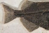 Huge, Fossil Fish (Phareodus) - Exceptional Specimen! #144007-3